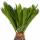 Japanischer Palmfarn - Cycas revoluta im 14cm Topf