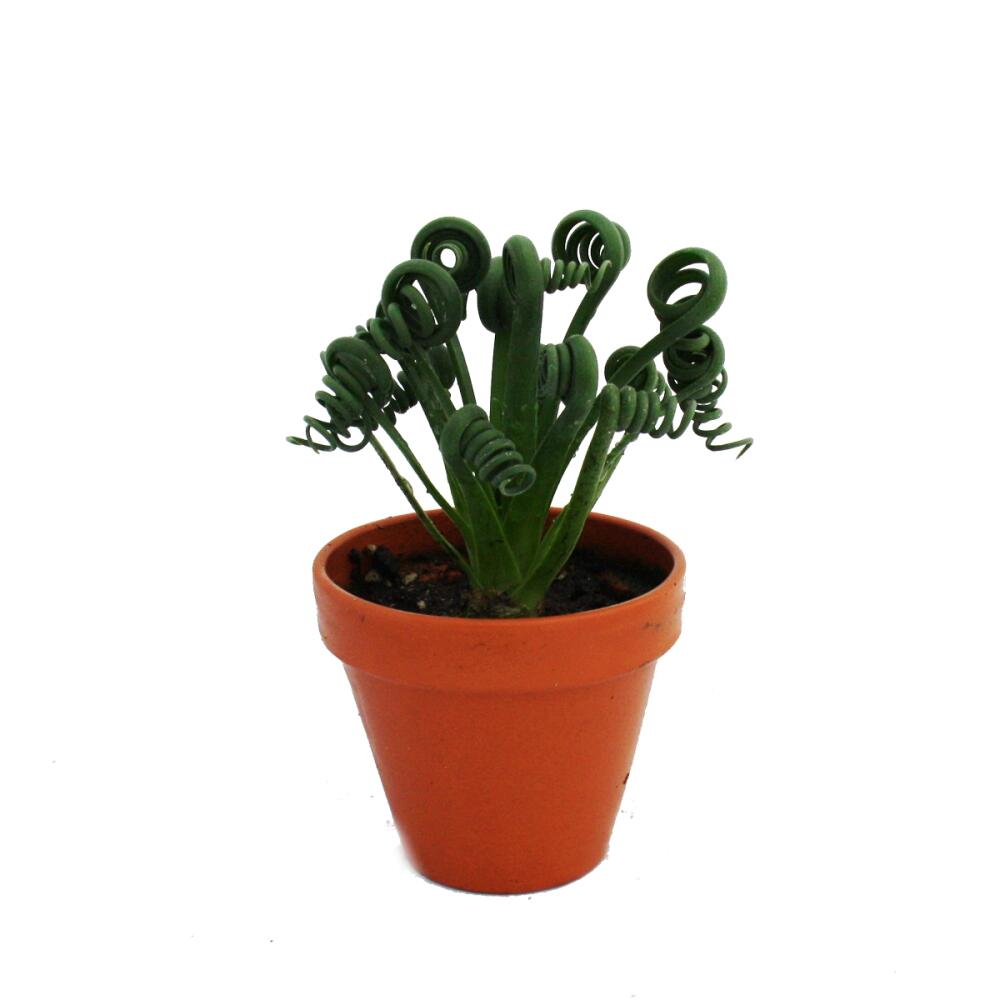 Albuca spiralis Frizzle Sizzle - Unusual bulbous plant