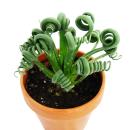 Albuca spiralis "Frizzle Sizzle" - Unusual bulbous plant