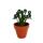 Albuca spiralis "Frizzle Sizzle" - plante bulbeuse inhabituelle
