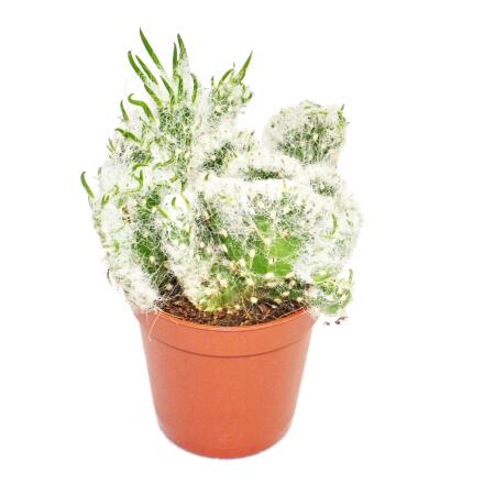 Opuntia vestida cristata - comb shape - in 8,5 cm pot