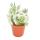 Opuntia vestida cristata - comb shape - in 8,5 cm pot