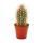 Pachycereus pringley - medium size plant in 8.5 inch pot