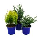 Zwerg-Koniferen-Set mit 3 Pflanzen - kleine Nadelgehölze für Beet und Balkon - im 10,5cm Topf