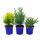 Dwarf conifers set with 3 plants - small conifers for bed and balcony - in 10,5cm pot