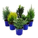 Dwarf conifers set of 6 plants - small conifers for bed and balcony - in 10,5cm pot