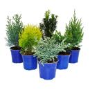 Dwarf conifers set of 6 plants - small conifers for bed...