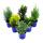 Dwarf conifers set of 6 plants - small conifers for bed and balcony - in 10,5cm pot