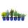 Zwerg-Koniferen-Set mit 6 Pflanzen - kleine Nadelgehölze für Beet und Balkon - im 10,5cm Topf
