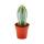 Pilosocereus azureus - mittelgrosse Pflanze im 8,5cm Topf