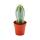 Pilosocereus azureus - plante moyenne en pot de 8,5cm