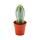 Pilosocereus azureus - medium size plant in 8.5 inch pot