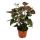 Anthurium andreanum &quot;Black Karma&quot; - with black flower in 12cm pot