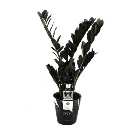 Zamioculcas "Raven" noir - Zamio palmier - Zamio fougère zamio 17cm pot