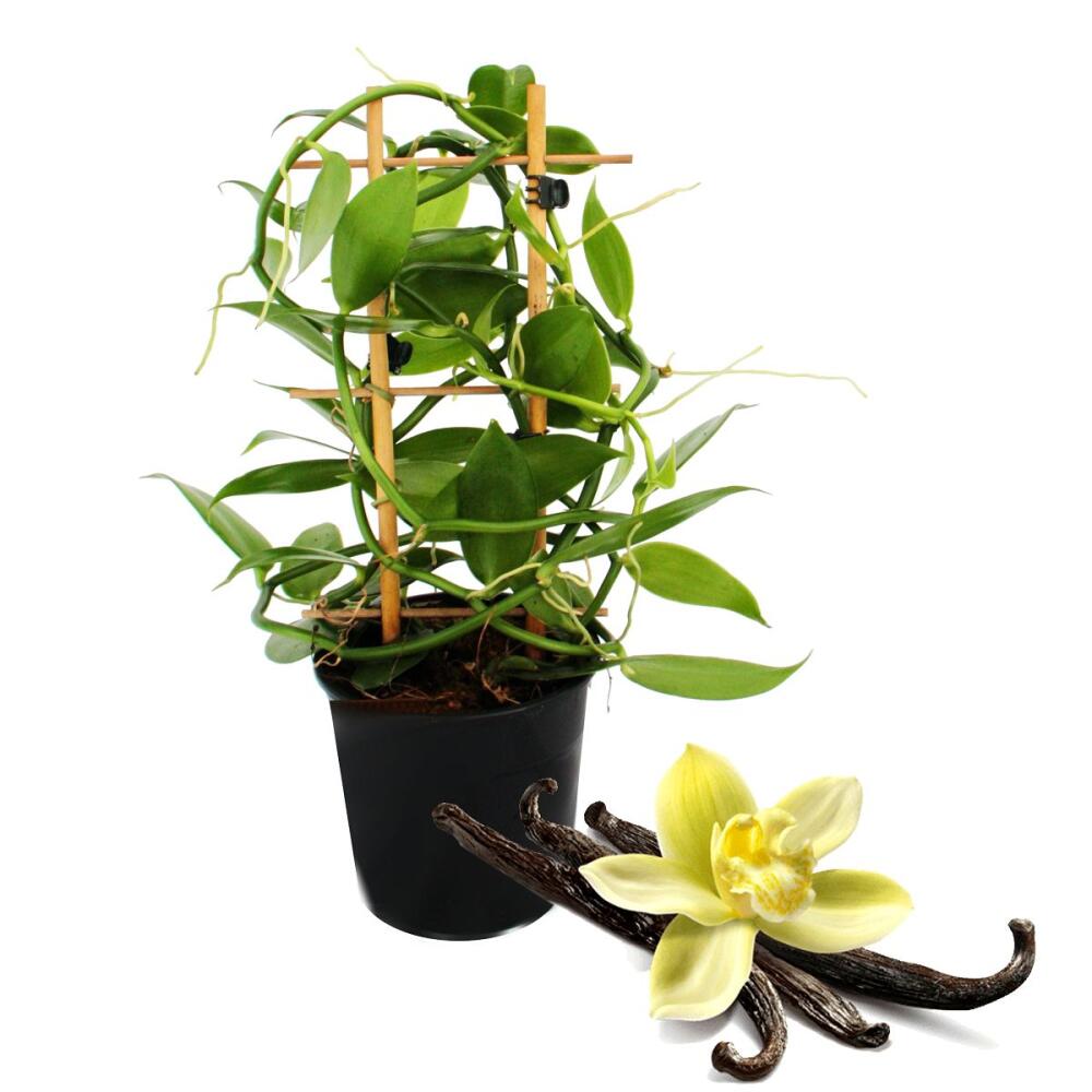 Echte Vanille Pflanze am Spalier, Vanilla planifolia Kletterorchide
