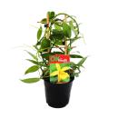 Real Vanilla Plant on trellises - Vanilla planifolia - Climbing Orchid 