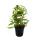 Echte Vanille Pflanze am Spalier, Vanilla planifolia - Kletterorchidee im 11cm Topf