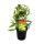 Real Vanilla Plant on trellises - Vanilla planifolia - Climbing Orchid