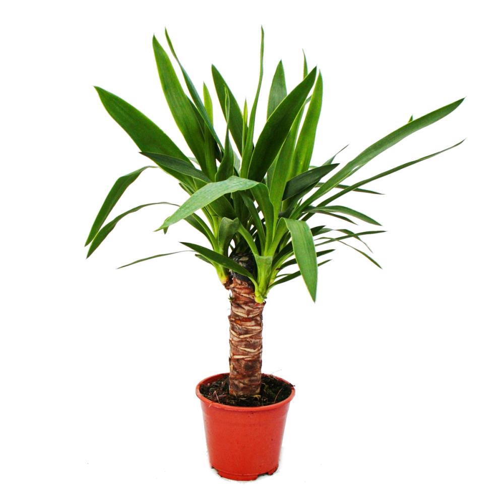 yucca palm - palm lilly - 14cm pot