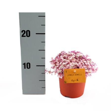 Callisia Rosato Pink Lady 11cm pot