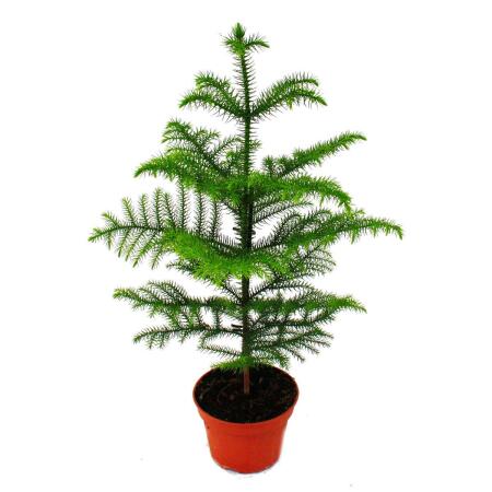 Norfolk tree - Araucaria heterophylla - 17cm pot - about 60-80cm high