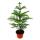 Norfolk tree - Araucaria heterophylla - 17cm pot - about 60-80cm high