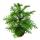 Norfolk tree - Araucaria heterophylla - 17cm pot - about 60-80cm high