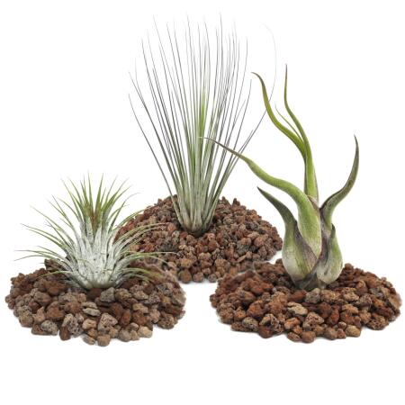 1 set of 3 Tillandsias (1 ionantha 1 juncea 1 caput medusa)