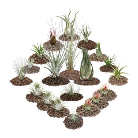 1 tillandsia - ensemble de 20 plantes dont 3 plantes XXL