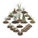 1 Tillandsien Set mit 20 Pflanzen inclusive 3 XXL-Pflanzen