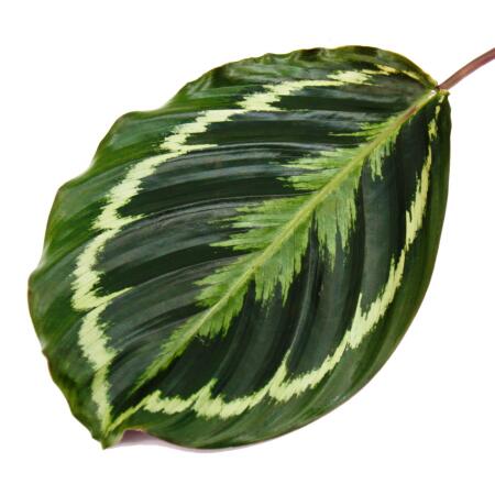 Calathea Medaillon – Plante D’Intérieur Exotique – Feuillage Magnifique & Graphique – Pot 14 Cm – Hauteur 45-50 Cm