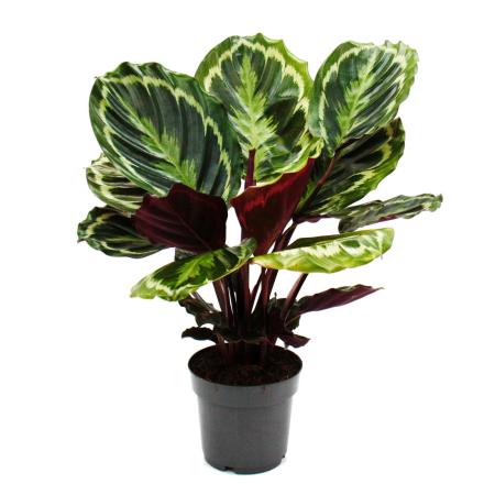 Shadowplant with unusual leafpatterns - Calathea Medailon - 14cm pot -  45-50cm tall