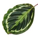 Schattenpflanze mit ausgefallenem Blattmuster - Calathea Medaillon - 14cm Topf - ca. 50cm hoch