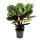 Schattenpflanze mit ausgefallenem Blattmuster - Calathea Medaillon - 14cm Topf - ca. 50cm hoch
