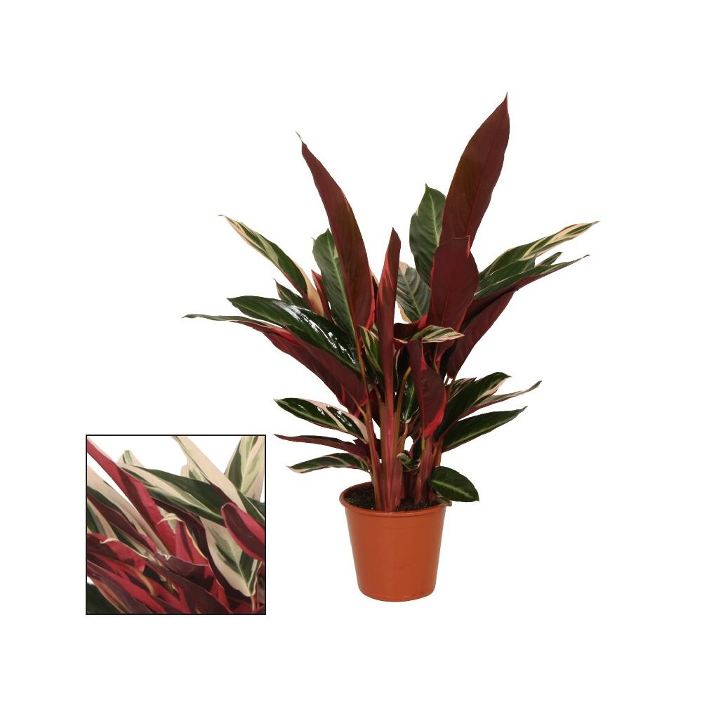 Calathea Ornata, Pianta D'appartamento Con Foglie Striate Rosa, Vaso 14cm, Altezza 45-50cm - 2