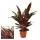 Schattenpflanze mit ausgefallenem Blattmuster - Calathea triostar - 14cm Topf