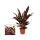 Schattenpflanze mit ausgefallenem Blattmuster - Calathea triostar - 14cm Topf