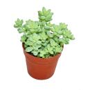 Sedum Morganianum Burritum - Balançoire Singe -...