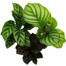 Ensemble de 3 plantes dombre - avec motif de feuilles fantaisie - Calathea - pot de 7cm - hauteur env. 20cm