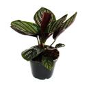 Ensemble de 3 plantes dombre - avec motif de feuilles fantaisie - Calathea - pot de 7cm - hauteur env. 20cm