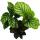 Shadow plants set of 3 - with unusual leaf pattern - Calathea - 7cm pot - approx. 20cm high