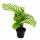 Schattenpflanzen 3er Set - mit ausgefallenem Blattmuster - Calathea - 7cm Topf - ca. 20cm hoch