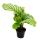 Shadow plants set of 3 - with unusual leaf pattern - Calathea - 7cm pot - approx. 20cm high