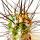 Stetsonia coryne - sewing needle Cactus - 8.5 cm pot