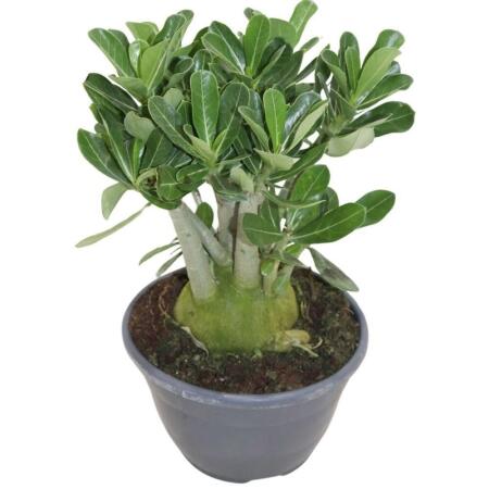 Desert rose, adenium, surprise color, 17cm pot