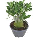 Kleine Wüstenrose, Adenium, Überraschungsfarbe,...