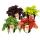 Hardy plants - Heuchera-Mix - Indian Summer - 4 big plants - coral bells
