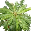 2er Set Biophytum Sensitivum - South Sea Palm - 9cm Pot