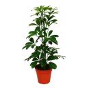 Strahlenaralie - Schefflera -  grünlaubig - 12cm...