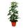 Strahlenaralie - Schefflera -  gr&uuml;nlaubig - 12cm Topf - Zimmerpflanze - ca. 40-45cm hoch